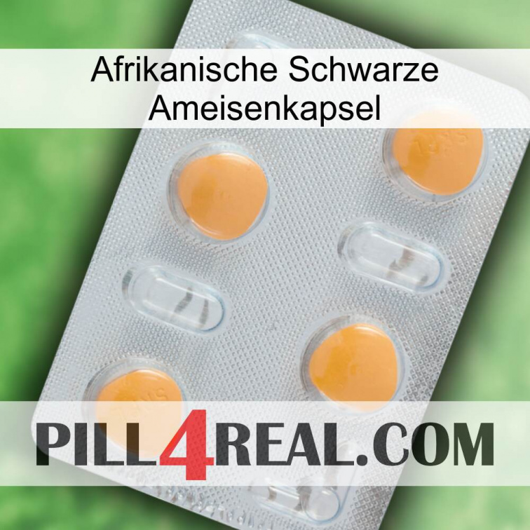 Africa Black Ant Capsule 24
